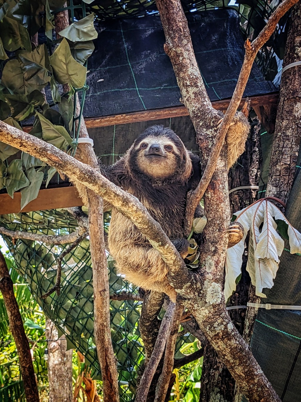Let’s Talk About&nbsp;Sloths