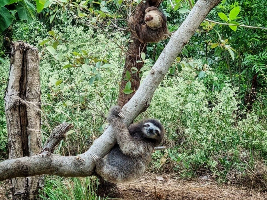 What is ‘Slothsitting’?